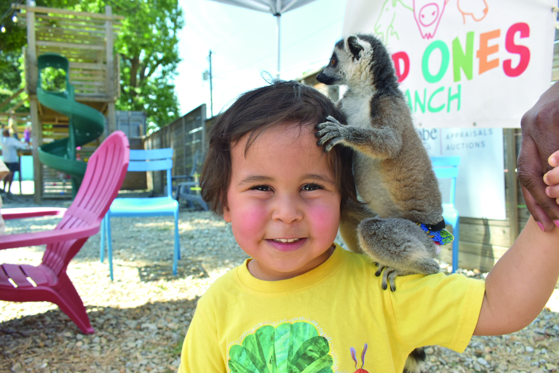 Lollies & Lemurs at Huntington Square